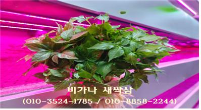 비가나새싹삼